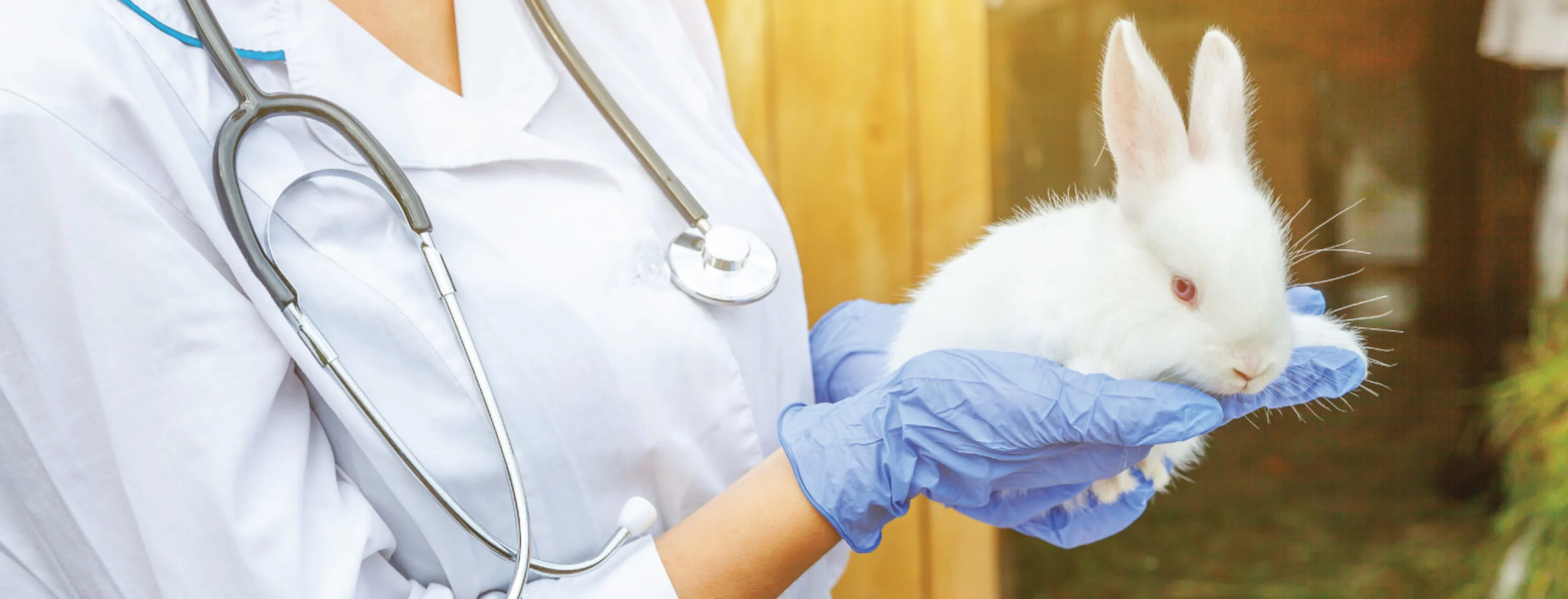 Rabbit being held by doctor